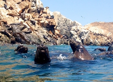 ISLAS PALOMINO (NADANDO CON LOS LOBOS MARINOS)